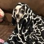 Melvin Pet Care Small Species