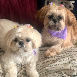 Yukos Dog Grooming North Park: Pamper Your Pet Today