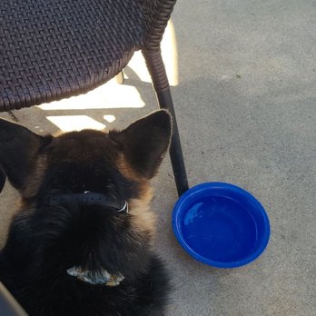 Napa General Store - Happy pup with her fresh water - Home Decor Near Me - Napa, California