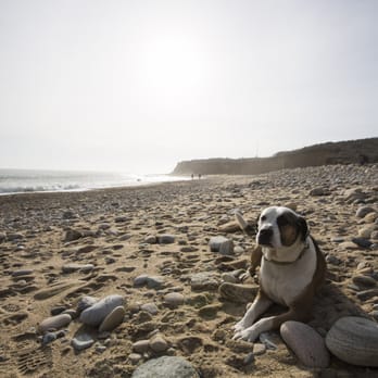 Montauk Point State Park - Dog friendly beach - Parks Near Me - Montauk, New York
