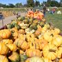 Photo of Diana's Pumpkin Patch & Corn Maze
