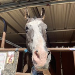 Amythyst Preformance Horses