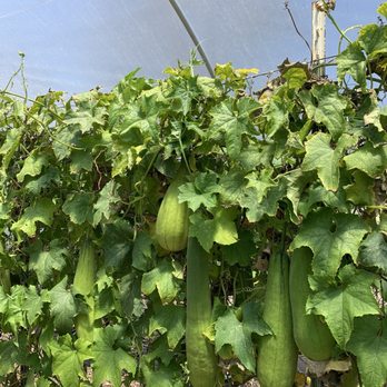 The Luffa Farm - Tours Near Me - Nipomo, California The Luffa Farm - Tours Near Me - Nipomo, California
