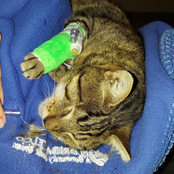 VEG ER for Pets - My sweet Romeo, after receiving medication and oxygen - Emergency Pet Hospital Near Me - Jacksonville, Florida VEG ER for Pets - My sweet Romeo, after receiving medication and oxygen - Emergency Pet Hospital Near Me - Jacksonville, Florida