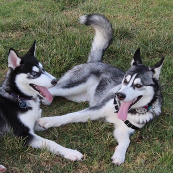 Arbor Dog Park - Kyra and Athena - Dog Parks Near Me - Los Alamitos, California Arbor Dog Park - Kyra and Athena - Dog Parks Near Me - Los Alamitos, California
