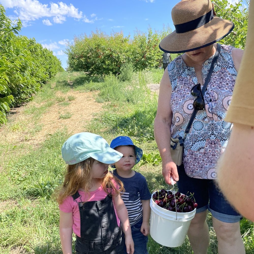 Picking a bucket full of cherries Picking a bucket full of cherries