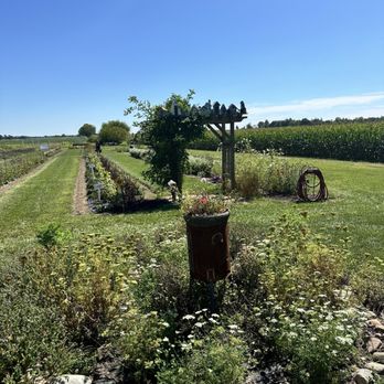 Dollie’s Farm - Rows Of flowers - Flowers & Gifts Near Me - Franklin, Indiana Dollie’s Farm - Rows Of flowers - Flowers & Gifts Near Me - Franklin, Indiana