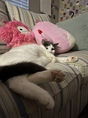 SPCA of Wake County by null