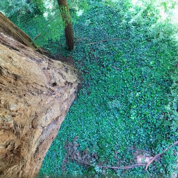 Mount Hermon Adventures - View between the cracks on the platform from above - Challenge Courses Near Me - Mount Hermon, California Mount Hermon Adventures - View between the cracks on the platform from above - Challenge Courses Near Me - Mount Hermon, California