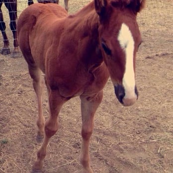 San Antonio Equine Hospital - Veterinarians Near Me - Selma, Texas San Antonio Equine Hospital - Veterinarians Near Me - Selma, Texas