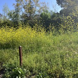 Flowers Flowers