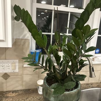 City Planter - Great recommendation by Lauren! - Nurseries & Gardening Near Me - Philadelphia, Pennsylvania