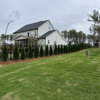 Carolina Privacy Trees - Landscape design and install - Landscaping Near Me Carolina Privacy Trees - Landscape design and install - Landscaping Near Me