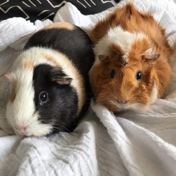 Fur and Feather Pet Care - Our cuties were in good hands!! - Pet Sitting Near Me