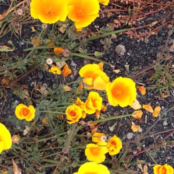 Glass Beach - Wild flowers - Beaches Near Me Glass Beach - Wild flowers - Beaches Near Me