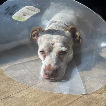 ARCHVET Emergency Hospital - My pup in recovery - Veterinarians Near Me - San Jose, California ARCHVET Emergency Hospital - My pup in recovery - Veterinarians Near Me - San Jose, California