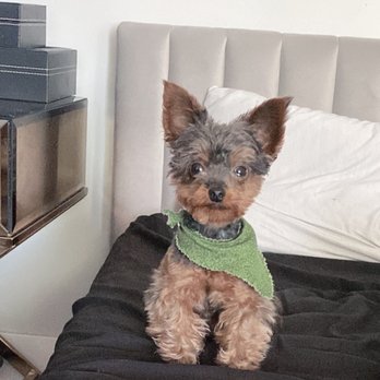 Pups N Style - Hershey! - Pet Groomers Near Me - Los Angeles, California Pups N Style - Hershey! - Pet Groomers Near Me - Los Angeles, California