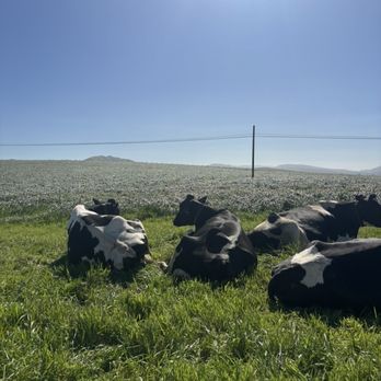 POINT REYES FARMSTEAD CHEESE COMPANY - Updated June 2026 - 232 Photos ...