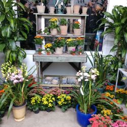 Griggs Nursery - Kalanchoes