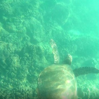 Calypso Charters - Sea turtle! They look like they're flying through the water! :D - Snorkeling Near Me - Wailuku, Hawaii