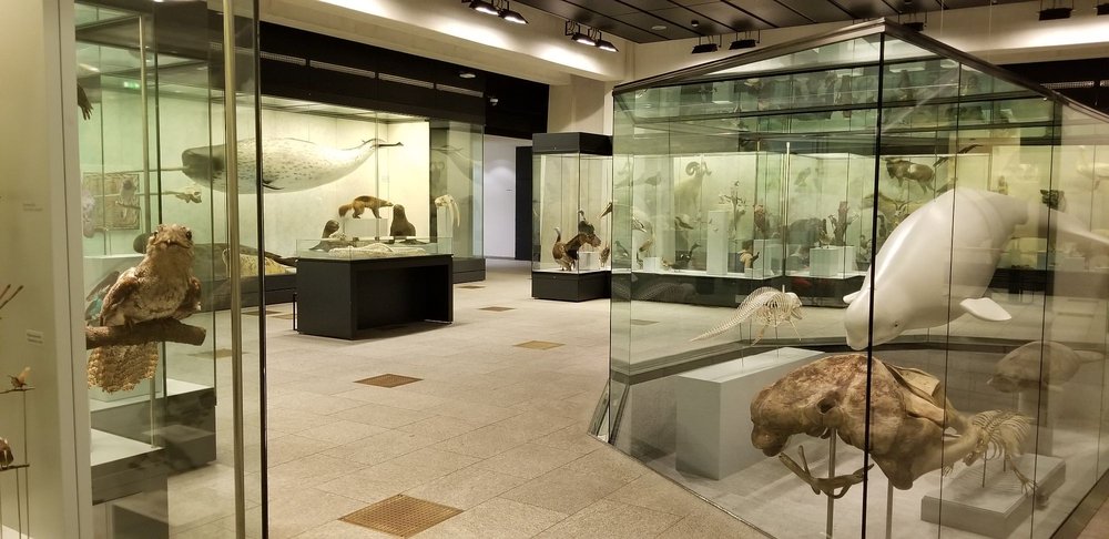 Zoologisches Museum