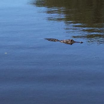 Airboat Adventures - Small alligator - Boat Tours Near Me - Lafitte, Louisiana Airboat Adventures - Small alligator - Boat Tours Near Me - Lafitte, Louisiana