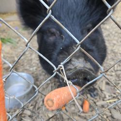 Olive The Parkrose Pig