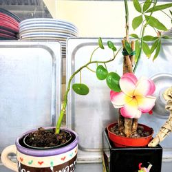 Sinaloa Mexican & Seafood - Little plants adorn the restaurant.