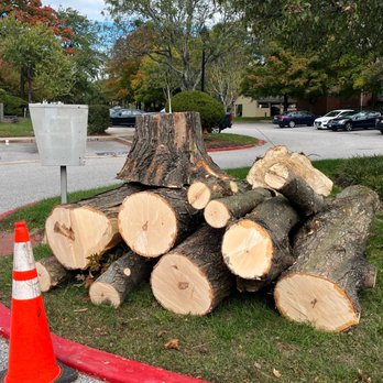 Prestige Tree Experts - Pile of trunk pieces, ready for pick up by special machine. - A collection of cut tree logs and a tree stump are arranged on a grassy patch adjacent to a parking lot. The logs vary in size and are freshly cut, showing light-colored wood. An orange traffic cone is positioned nearby, and a red curb borders the grassy area. The background features trees with green and autumn-colored leaves, parked cars, and a partly cloudy sky. - Tree Services Near Me
