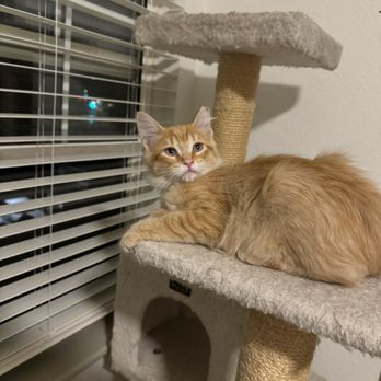 Soul Dog Rescue - Animal Shelters Near Me - Fort Lupton, Colorado