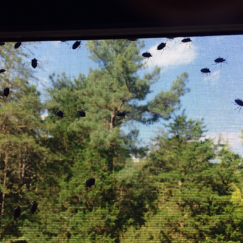 Dodson Pest Control - Window - Pest Control Near Me - Charlottesville, Virginia