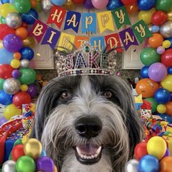 Havtoluvme Havanese - Jake Wiesel just turned 16 years old! He lives in Miami Florida for 6 months and Mallorca Spain for 6 months.