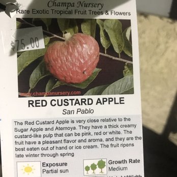 Champa Nursery - Nurseries & Gardening Near Me - El Monte, California