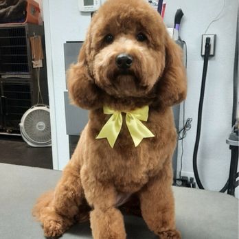 Doggie Depot - My dog after her grooming at doggy depot - Pet Groomers Near Me - Brentwood, California