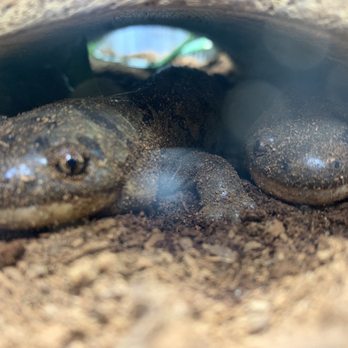 Red Oaks Nature Center - Salamanders - Kids Activities Near Me - Madison Heights, Michigan Red Oaks Nature Center - Salamanders - Kids Activities Near Me - Madison Heights, Michigan