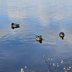 Southard's Pond - Nature at its best