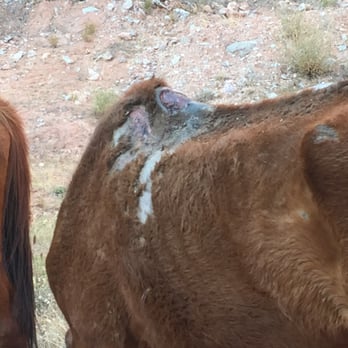 Havasu Falls - Pack horses with fresh, open sores all over. - Hiking Near Me Havasu Falls - Pack horses with fresh, open sores all over. - Hiking Near Me