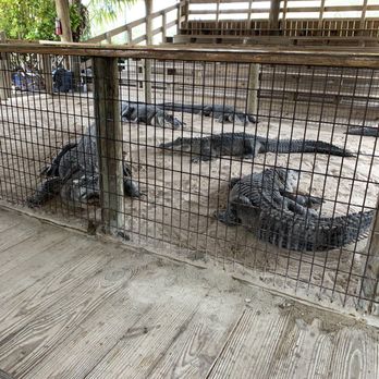 gator park - Boat Tours Near Me - Miami, Florida gator park - Boat Tours Near Me - Miami, Florida
