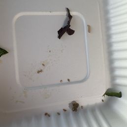 A maggot top right corner in my to go order