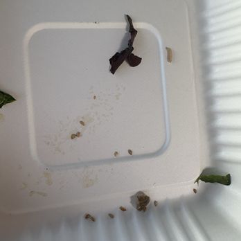 Noble Eatery - A maggot top right corner in my to go order - Sandwiches Near Me - Phoenix, Arizona