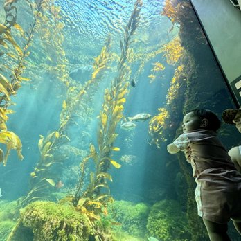 Birch Aquarium - One of the big tanks. - Aquariums Near Me - La Jolla, California Birch Aquarium - One of the big tanks. - Aquariums Near Me - La Jolla, California
