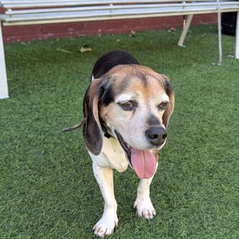 SoFA Pocket Park - Dog Parks Near Me - San Jose, California SoFA Pocket Park - Dog Parks Near Me - San Jose, California