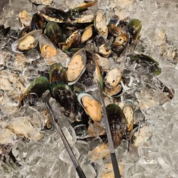 Mussels Mussels