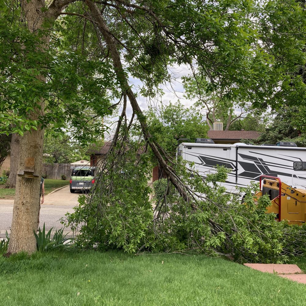 Limb Walkers Tree Service - Thank God the broken limb missed my RV! - Tree Services Near Me - Wheat Ridge, Colorado