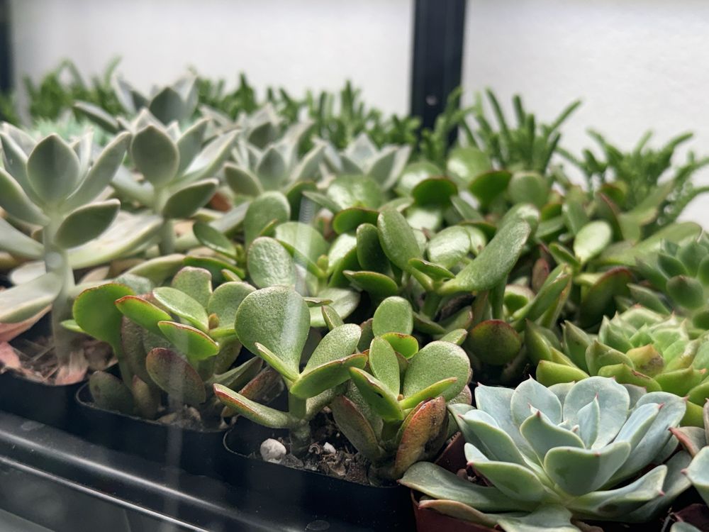 Rooting For You - wedding in Las Vegas, NV