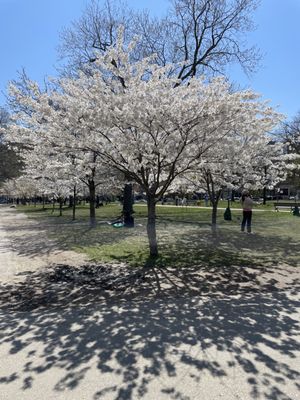 Trinity-Bellwoods by null