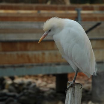 La Ferme aux Crocodiles - Jack - Ferme aux crocodiles - Zoos Near Me - Pierrelatte, 26 La Ferme aux Crocodiles - Jack - Ferme aux crocodiles - Zoos Near Me - Pierrelatte, 26