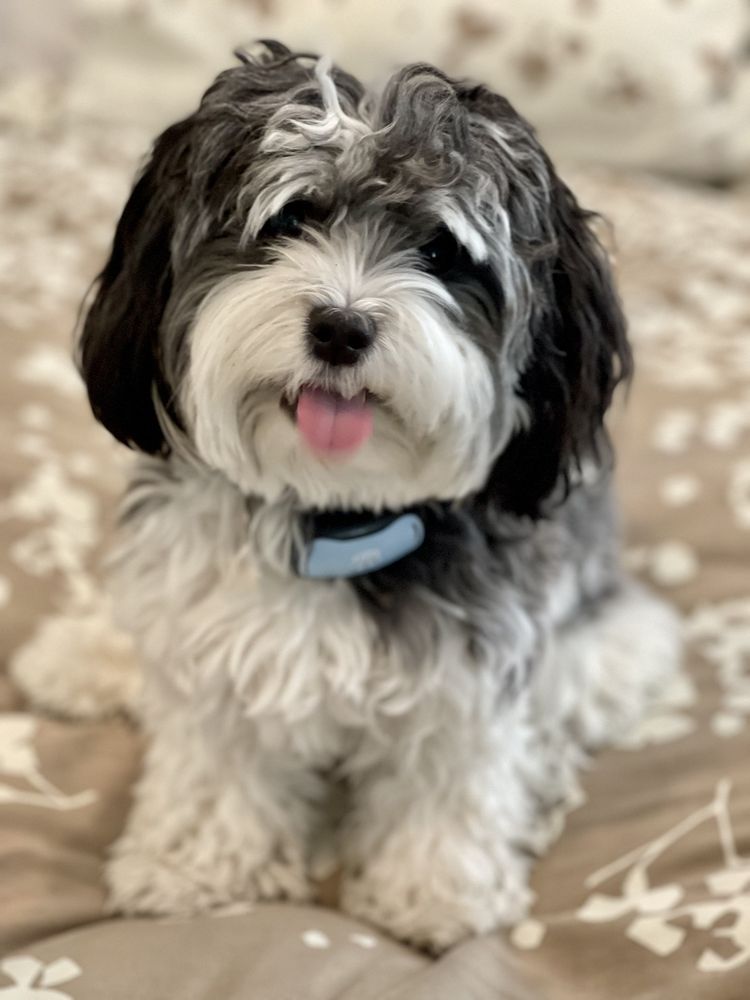 K9 KRAZY GROOMING TEMP. CLOSED Updated October 2024 87 Photos