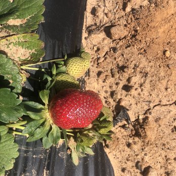 Gurosik's Berry Plantation - a strawberry growing on the ground - Farmers Market Near Me - North Augusta, South Carolina Gurosik's Berry Plantation - a strawberry growing on the ground - Farmers Market Near Me - North Augusta, South Carolina