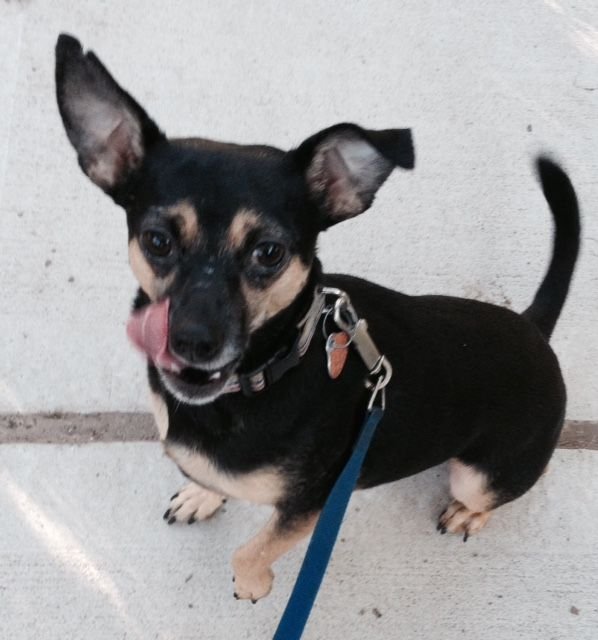 Pumkin Paws Pet Service - pet boarding facility in Bronx, NY